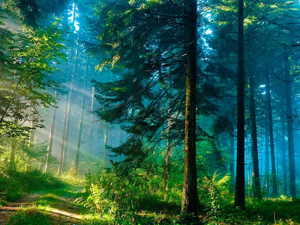 Ein sonnendurchfluteter Wald mit hohen Bäumen und grüner Vegetation. Sonnenstrahlen brechen durch.
